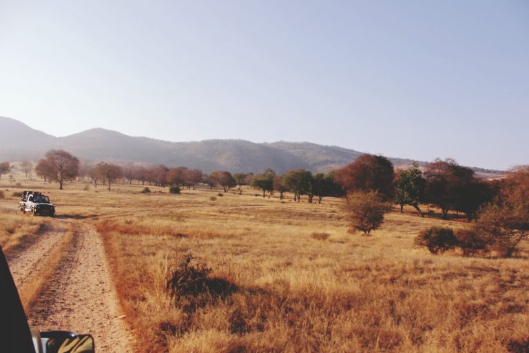 Ranthambore national park
