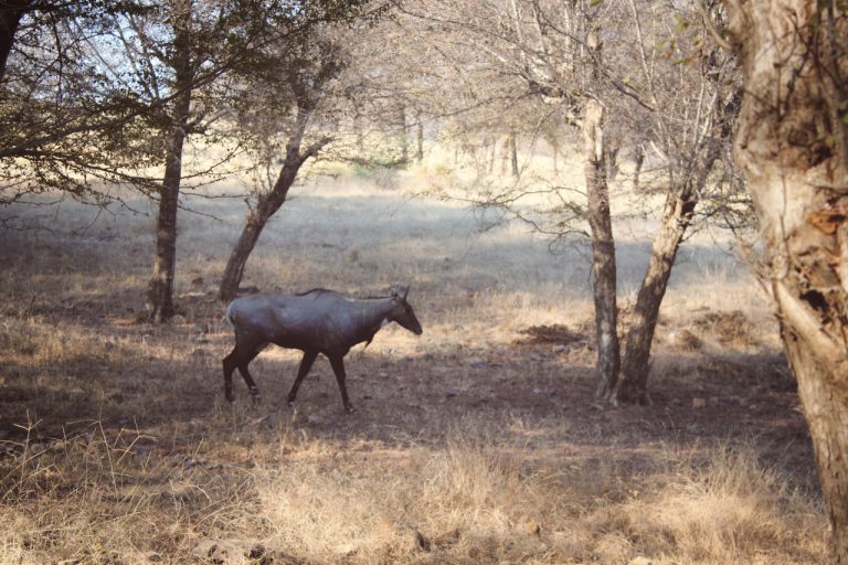 Ranthambore national park buck