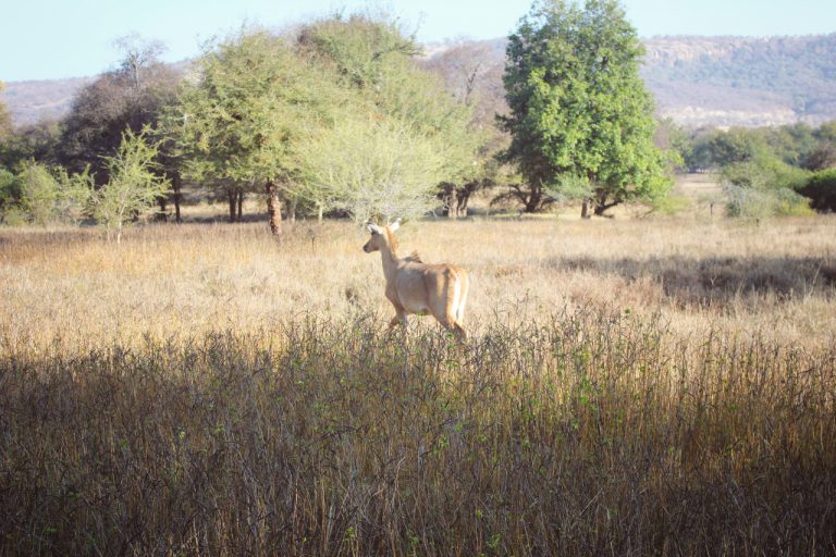 Ranthambore national park deer